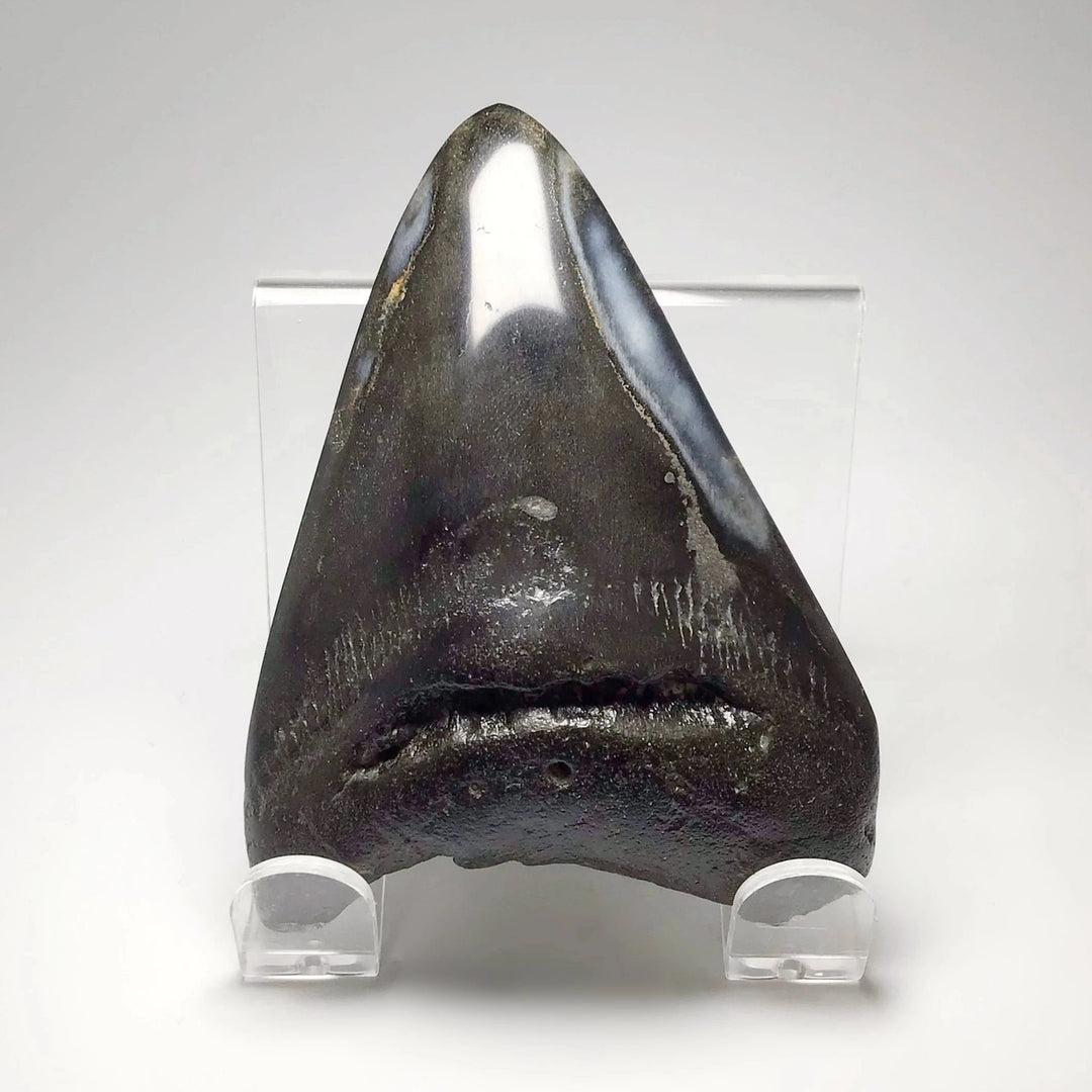 Fossilized Shark Tooth Specimen: Carcharodon Megalodon