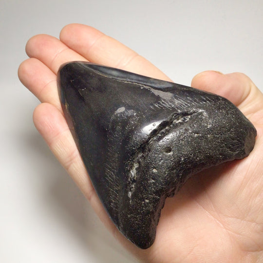 Fossilized Shark Tooth Specimen: Carcharodon Megalodon