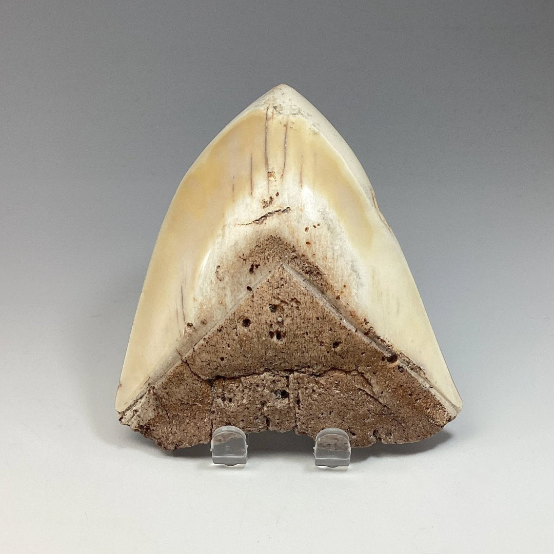 Fossilized Shark Tooth Specimen: White Pacific Megalodon