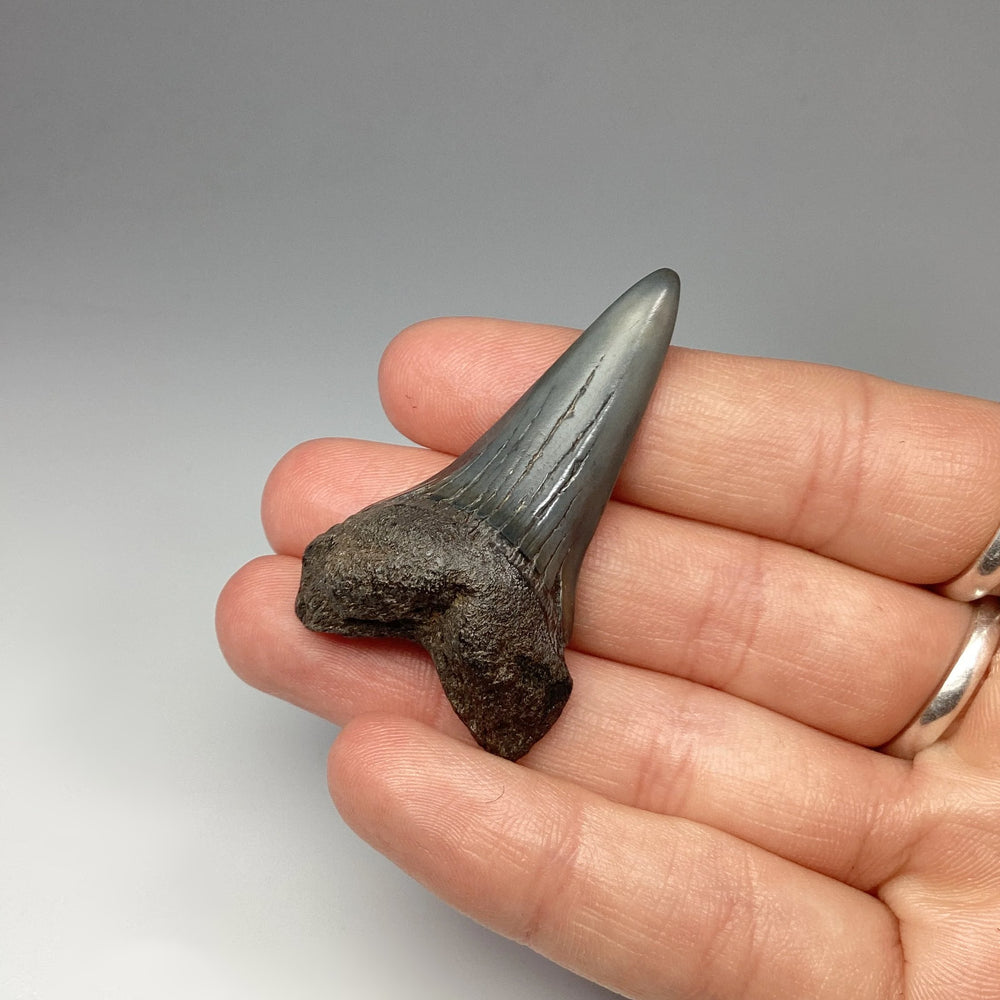 Fossilized Shark Tooth Specimen: Mako