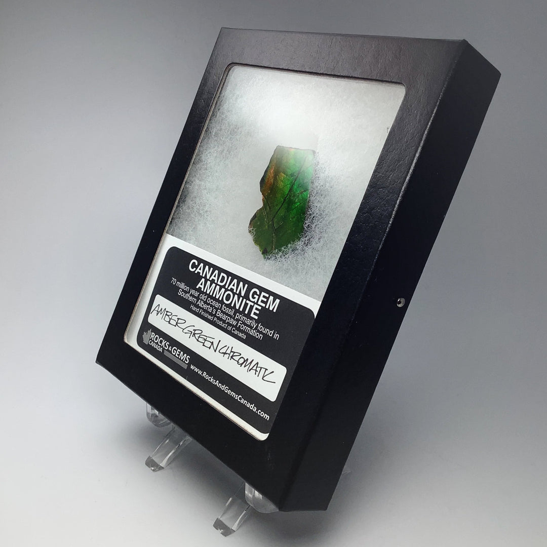 Ammolite Gem Display Box