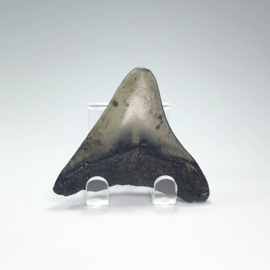 Fossilized Shark Tooth Specimen: Extinct Great White Shark