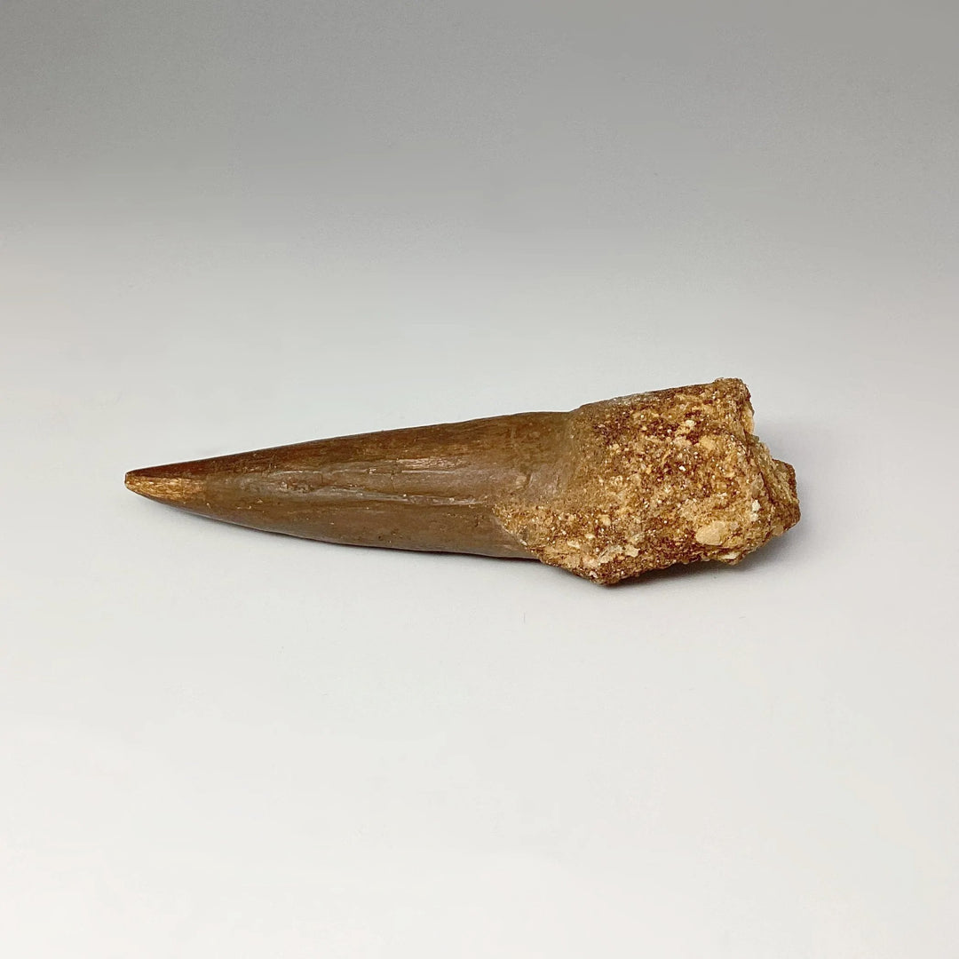 Fossilized Spinosaurus Tooth Specimen