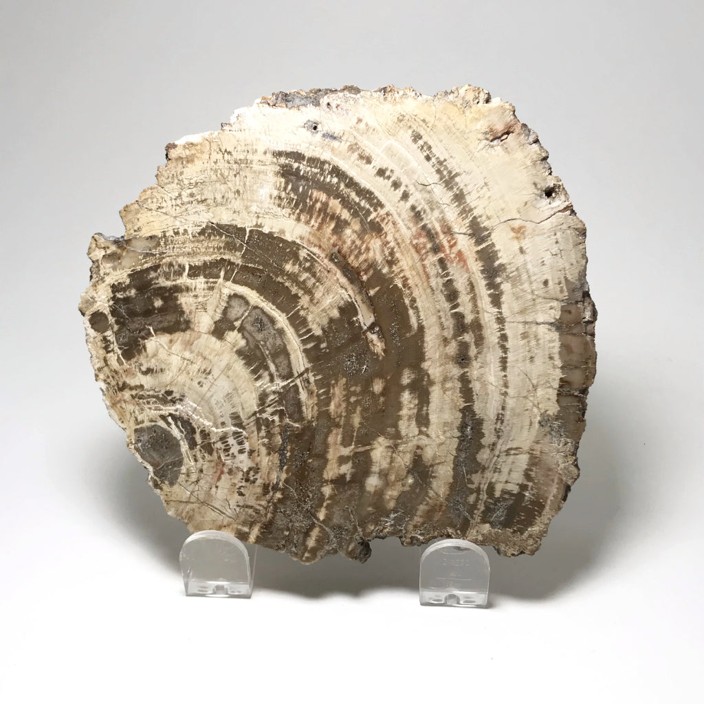 Araucaria Petrified Wood Slice