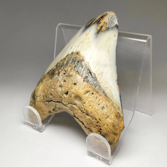 Fossilized Shark Tooth Specimen: Carcharodon Megalodon