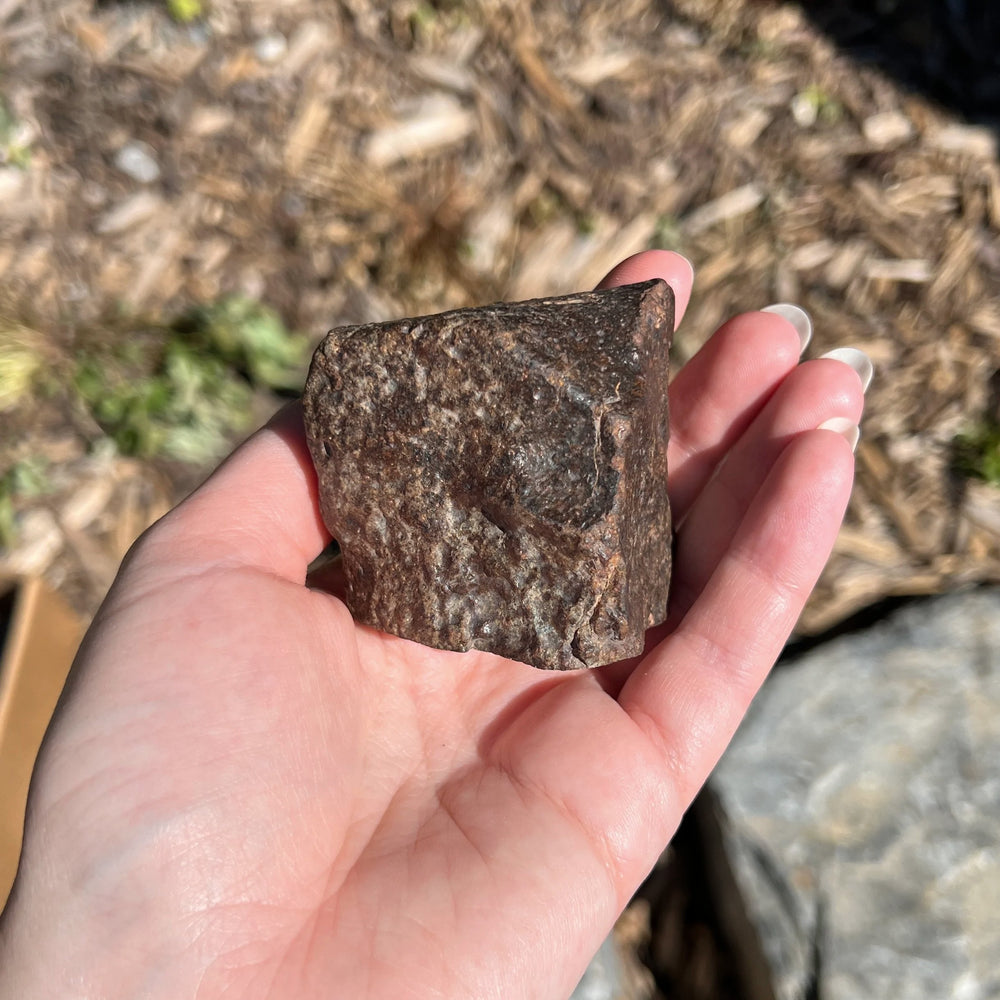 NWA Chondrite Meteorite