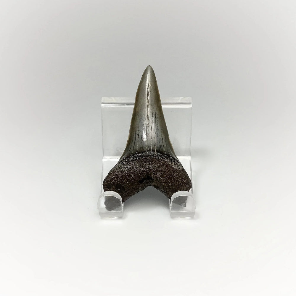 Fossilized Shark Tooth Specimen: Mako