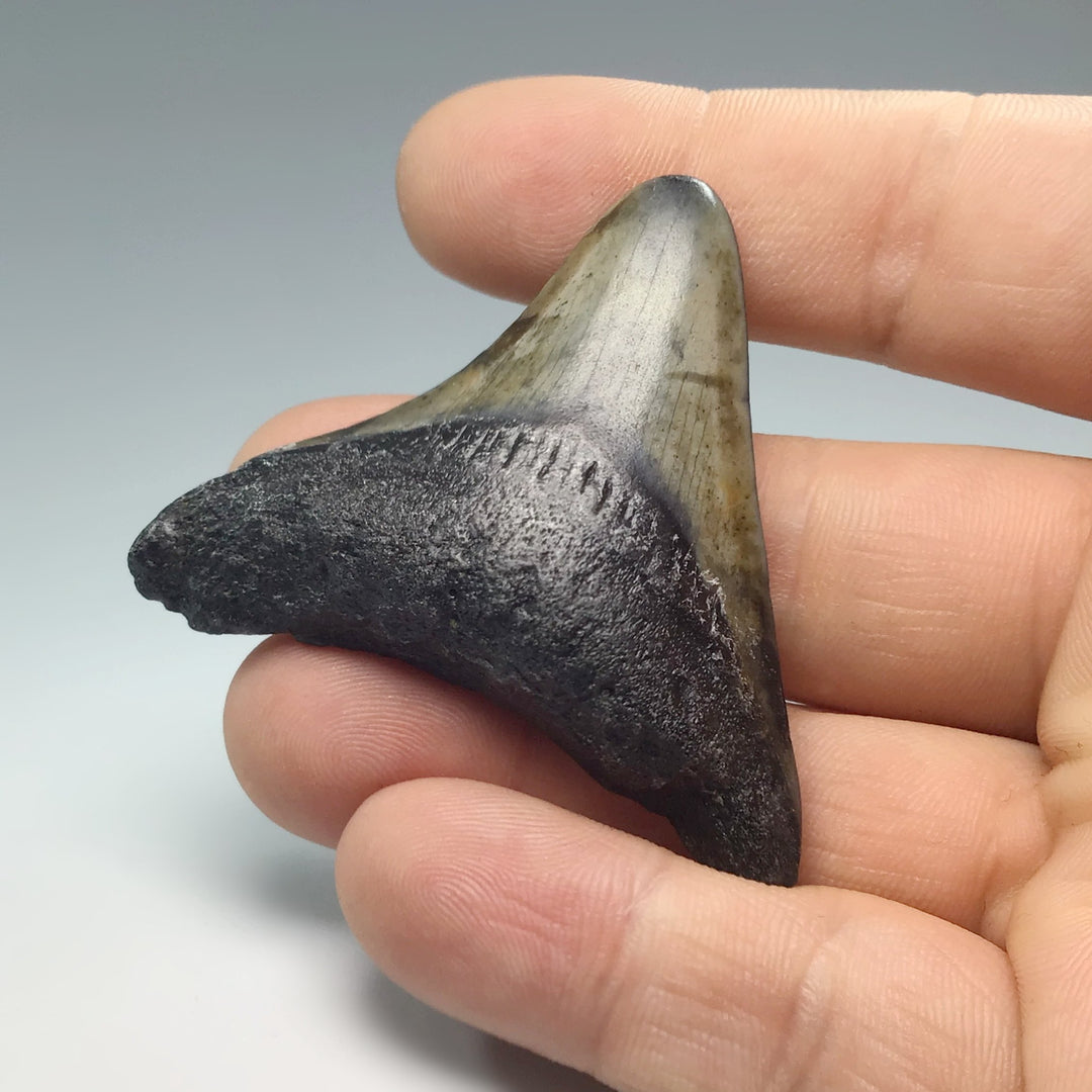 Fossilized Shark Tooth Specimen: Extinct Great White Shark