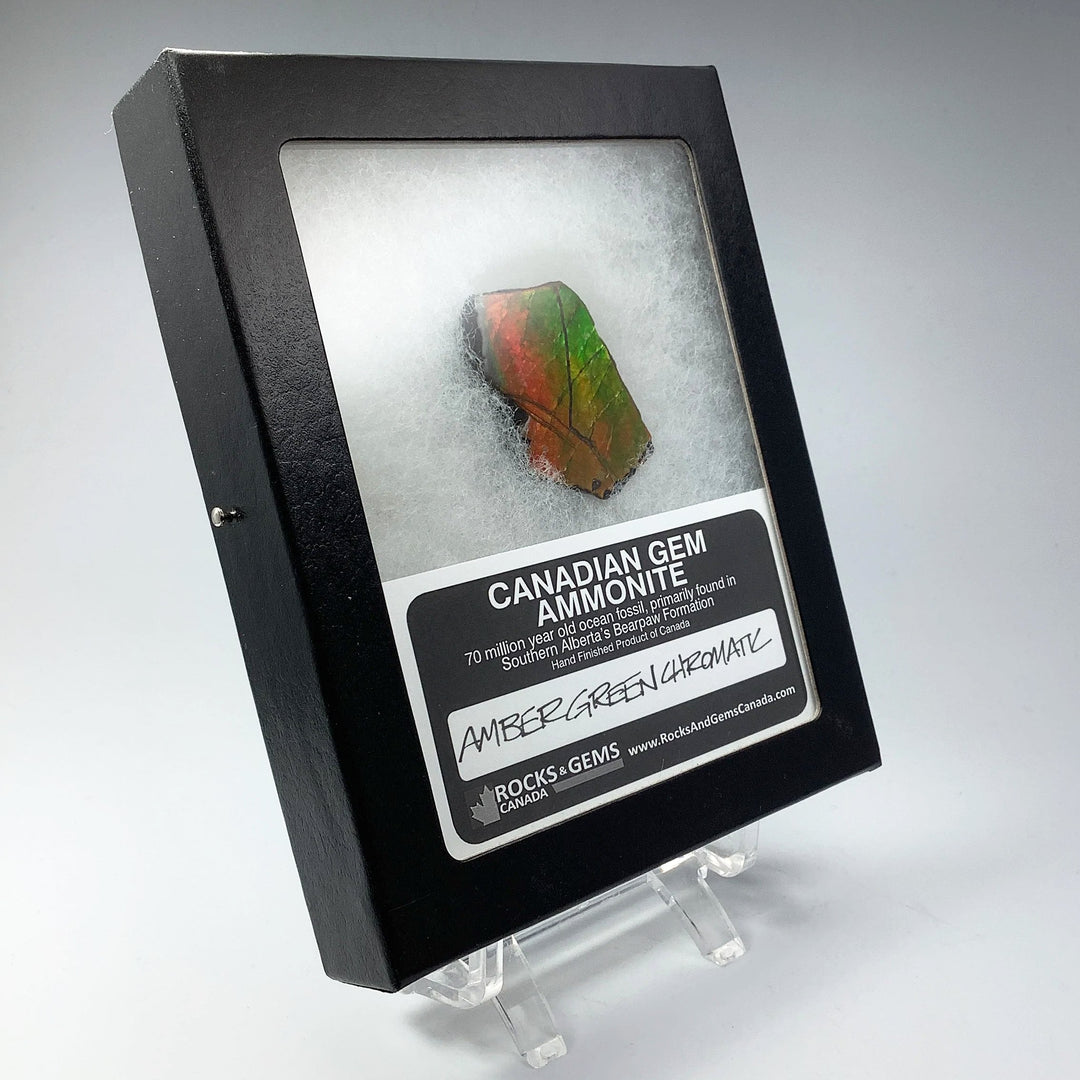 Ammolite Gem Display Box