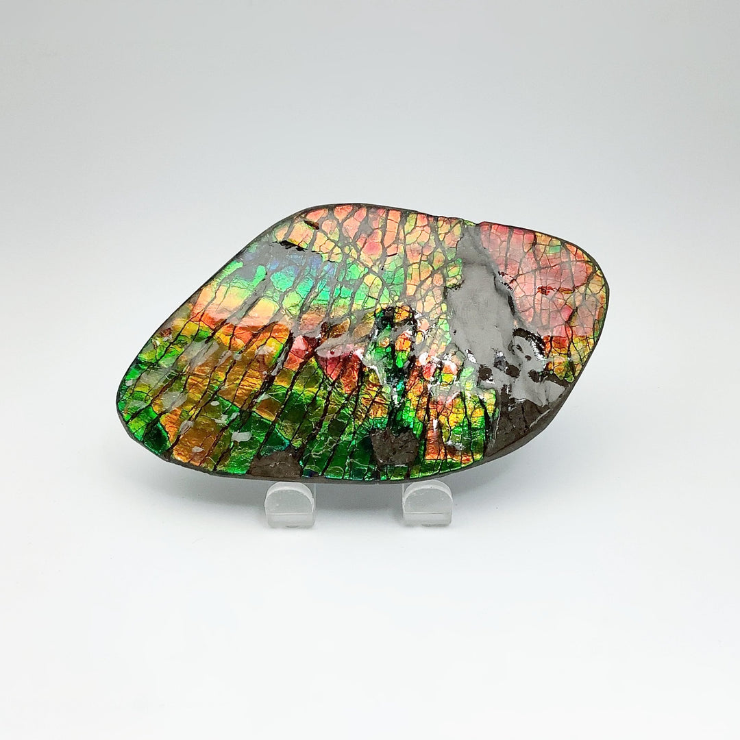 Ammolite Specimen