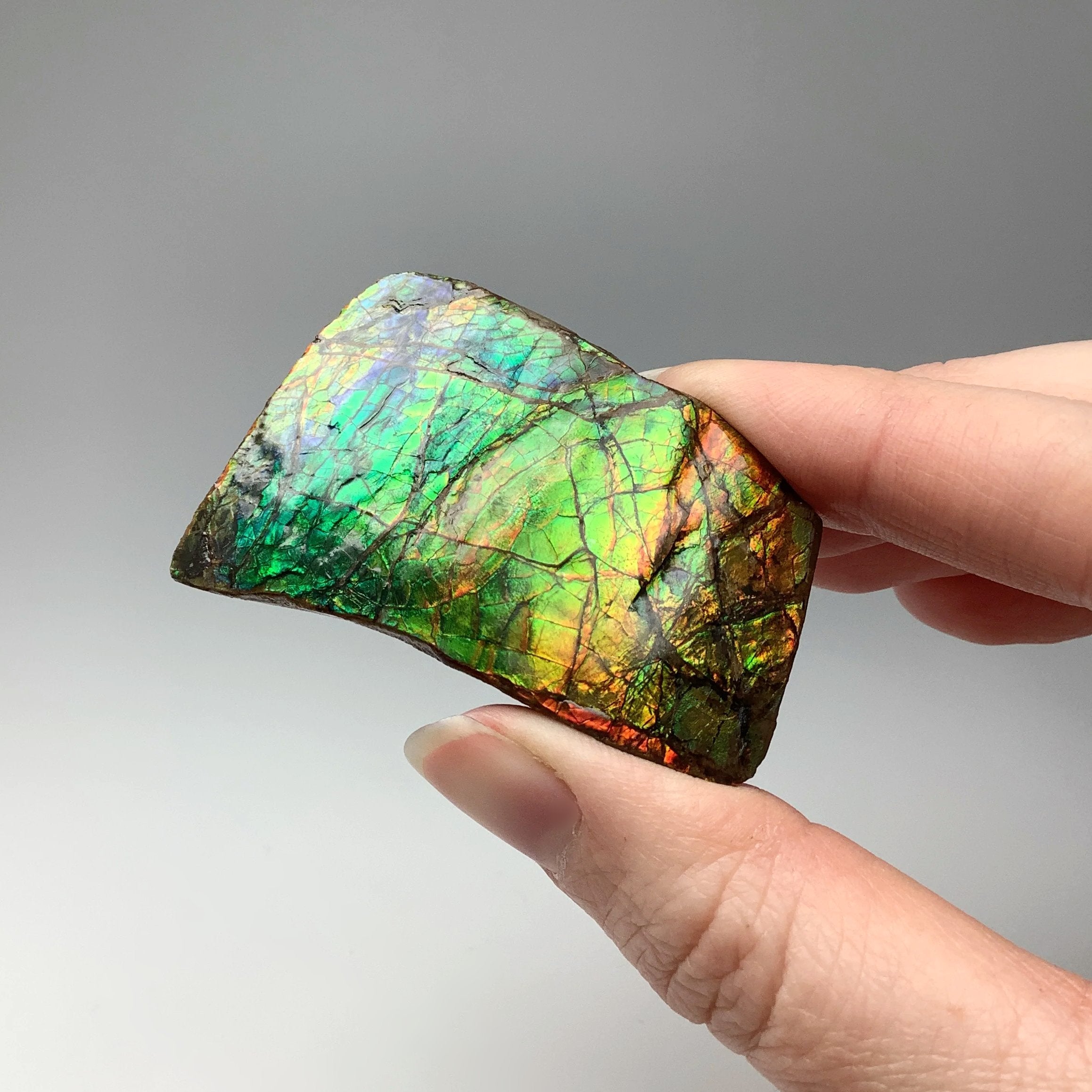 Ammolite Specimen