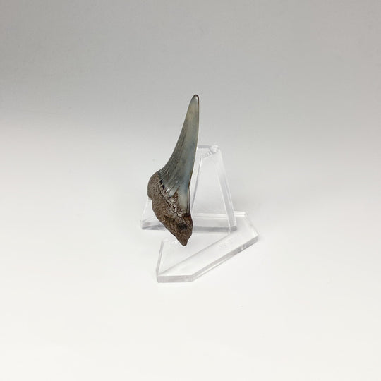 Fossilized Shark Tooth Specimen: Mako