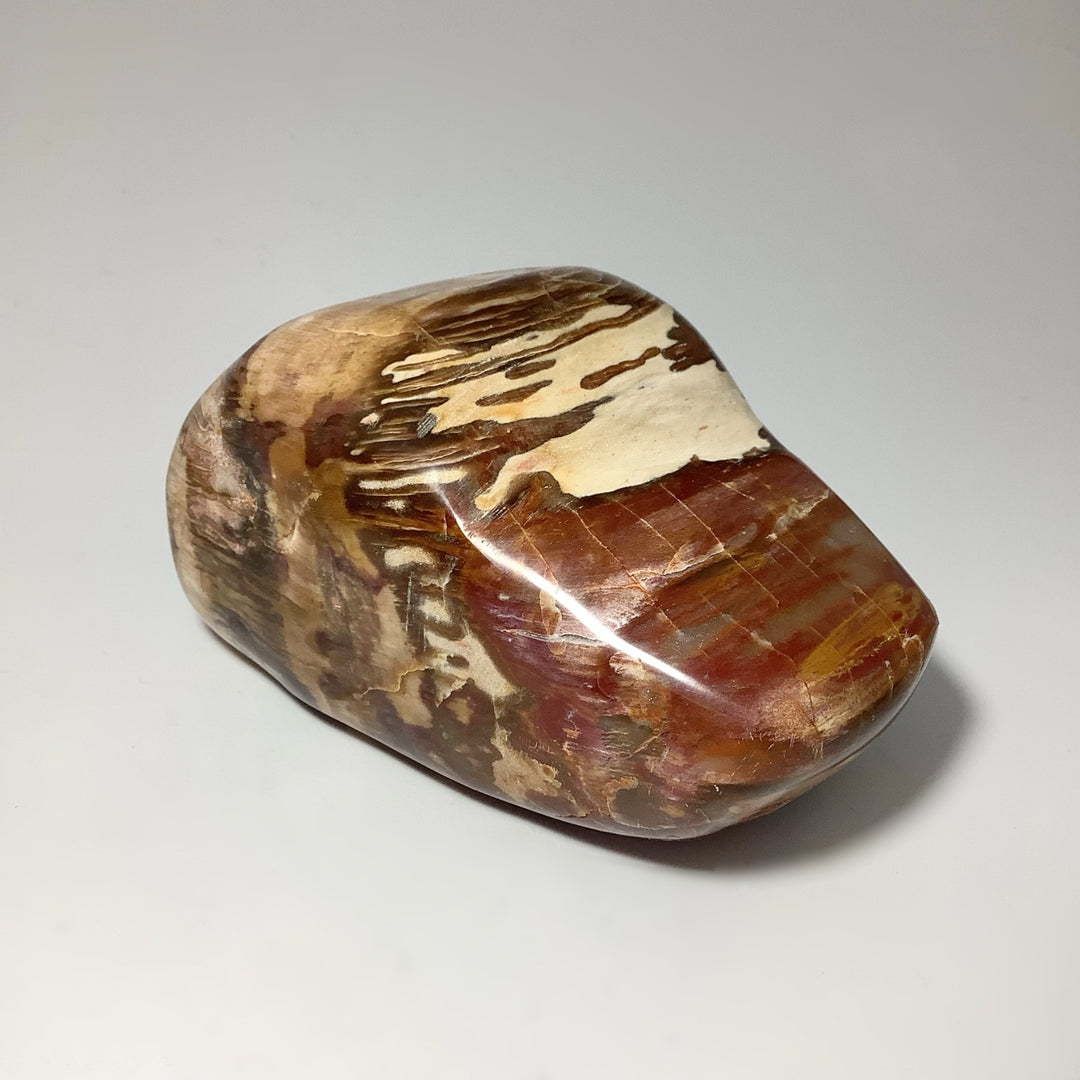 Araucaria Petrified Wood Tumble