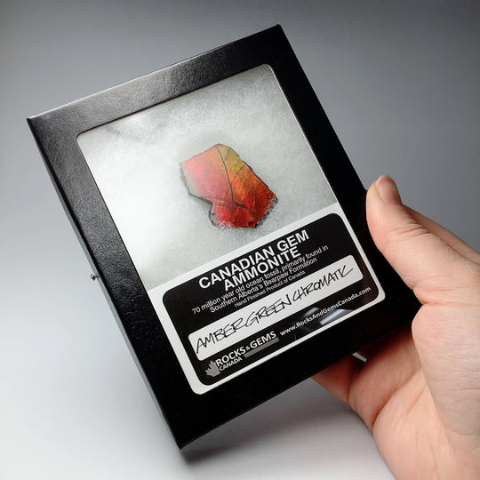 Ammolite Gem Display Box