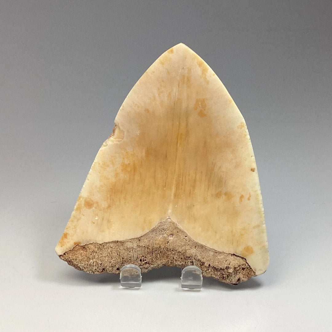 Fossilized Shark Tooth Specimen: White Pacific Megalodon