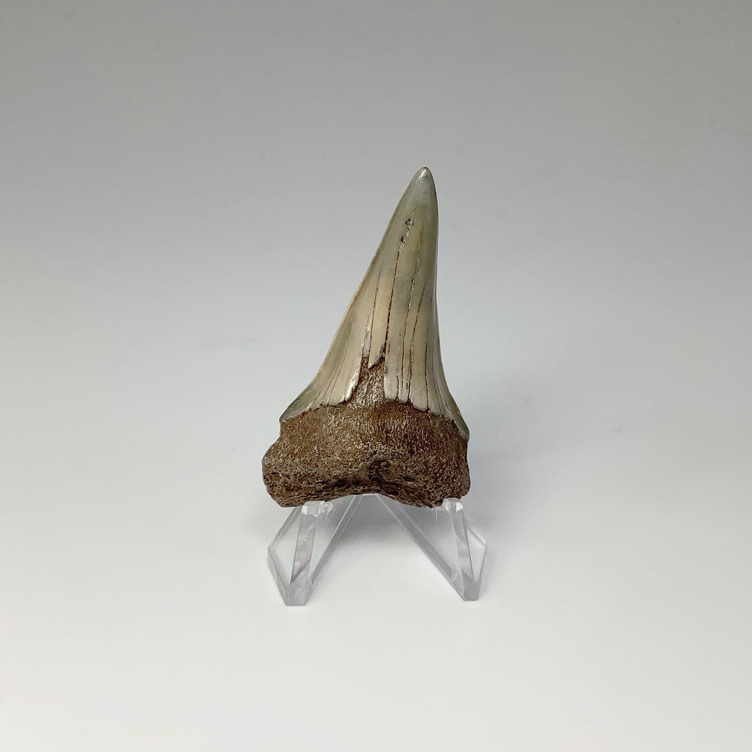 Fossilized Shark Tooth Specimen: Mako