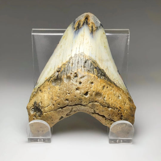 Fossilized Shark Tooth Specimen: Carcharodon Megalodon