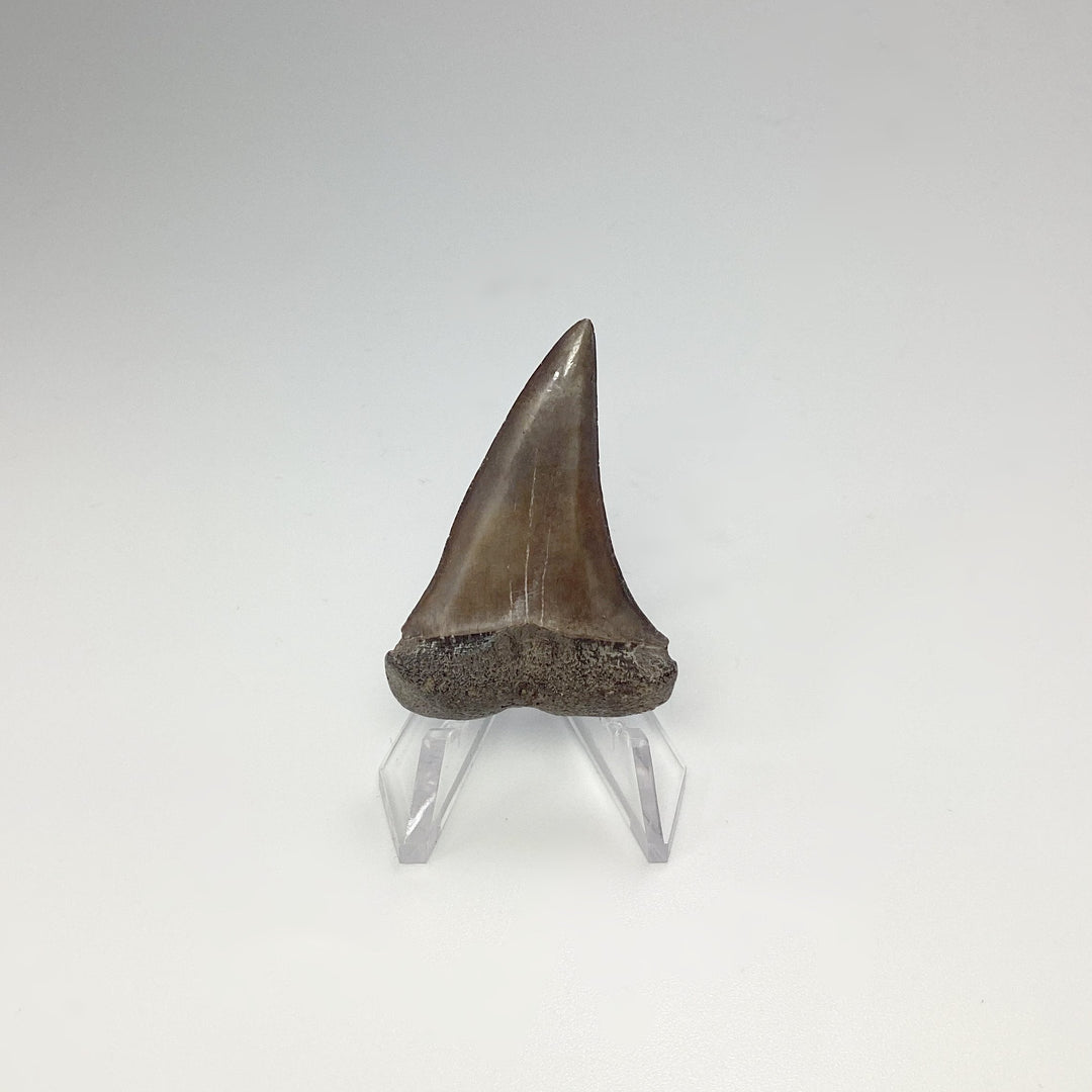 Fossilized Shark Tooth Specimen: Great White Shark