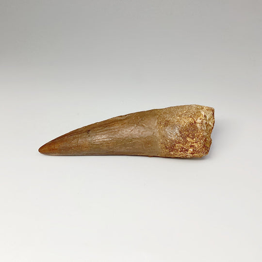 Fossilized Spinosaurus Tooth Specimen