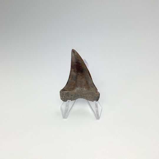 Fossilized Shark Tooth Specimen: Great White Shark