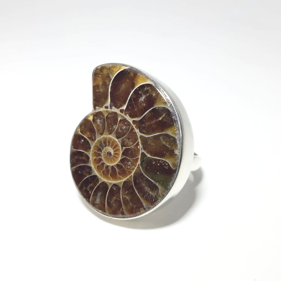 Ammonite Ring