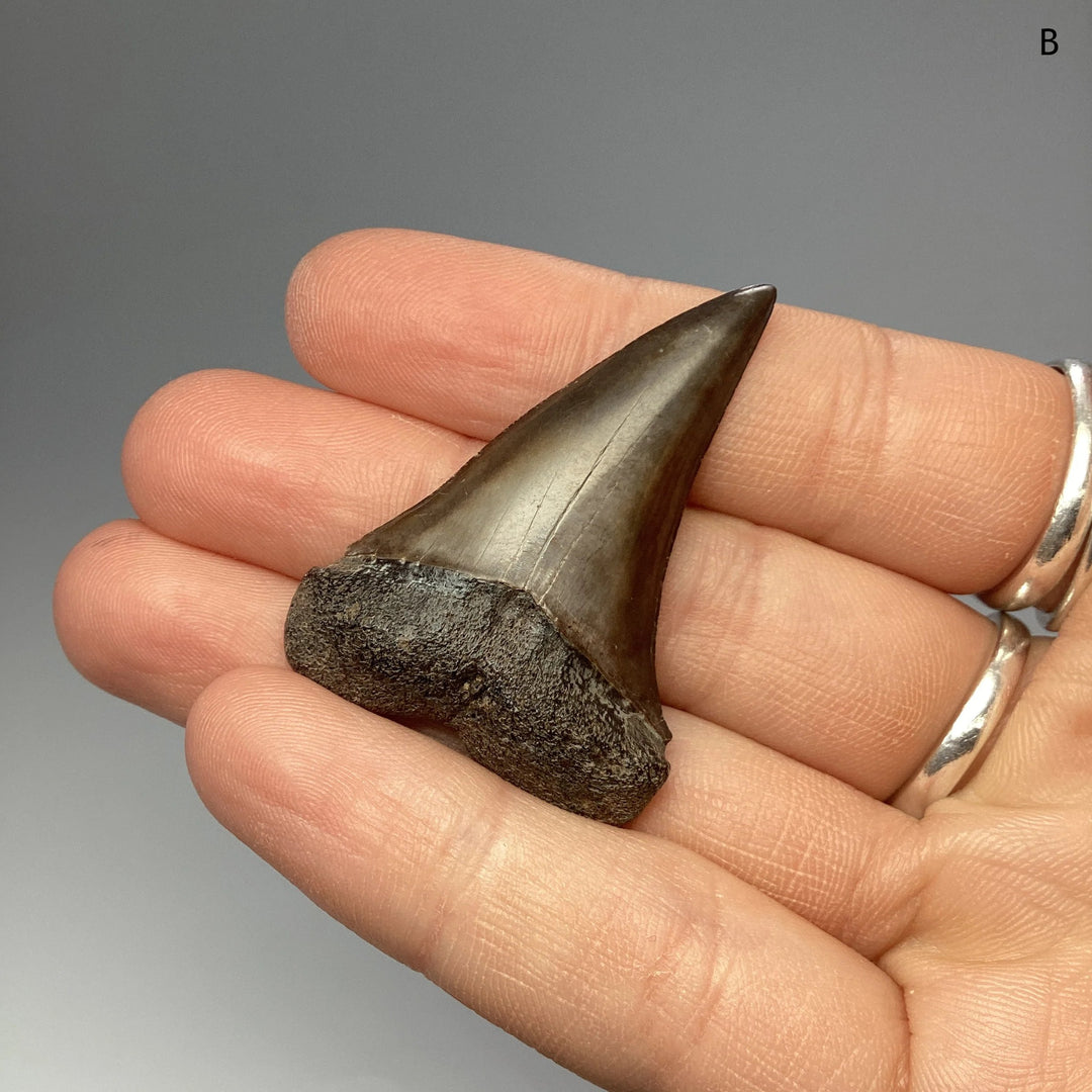 Fossilized Shark Tooth Specimen: Great White Shark