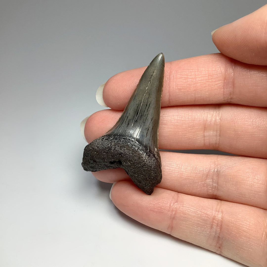 Fossilized Shark Tooth Specimen: Mako