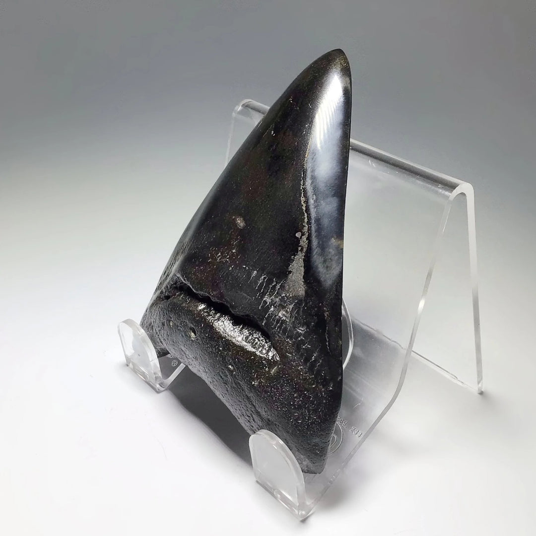 Fossilized Shark Tooth Specimen: Carcharodon Megalodon