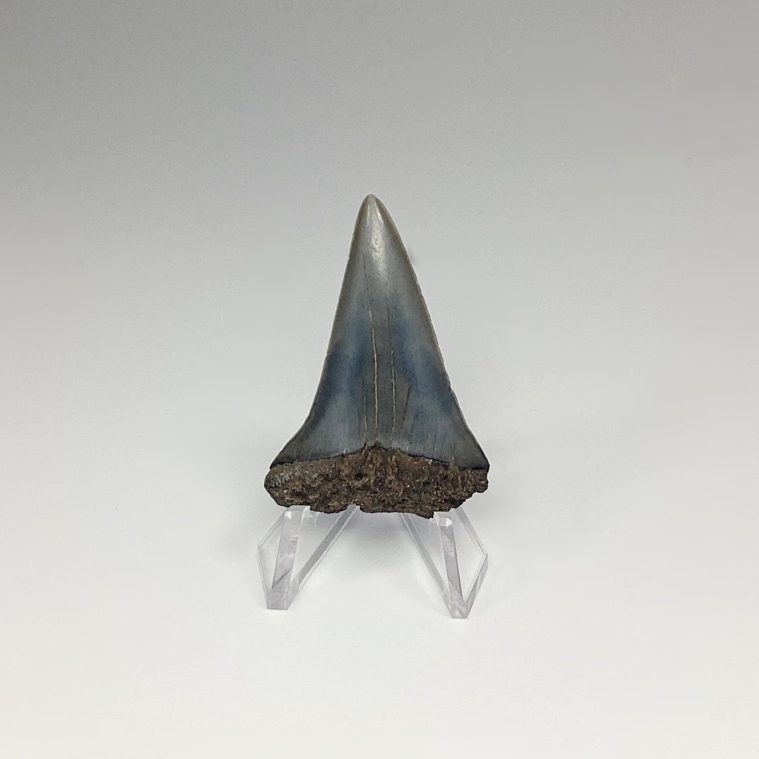 Fossilized Shark Tooth Specimen: Great White Shark