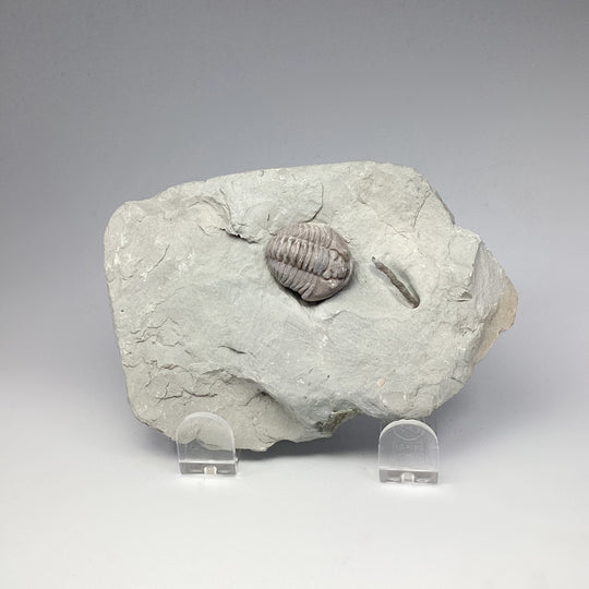 Trilobite Flexicalymene Fossil