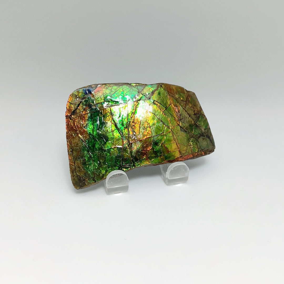 Ammolite Specimen