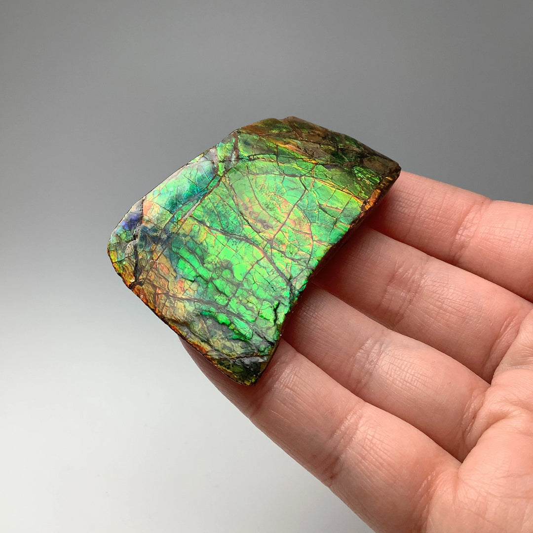 Ammolite Specimen