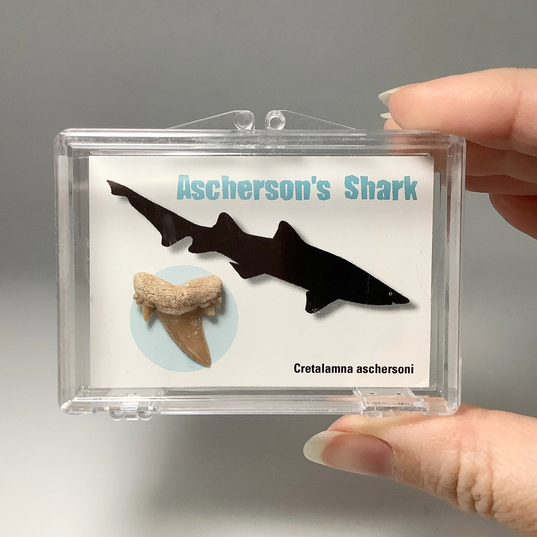 Small Fossilized Shark Tooth Kit