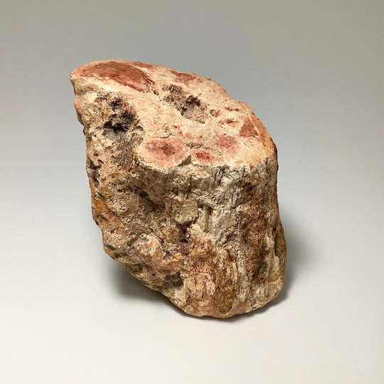 Red Petrified Wood Branch