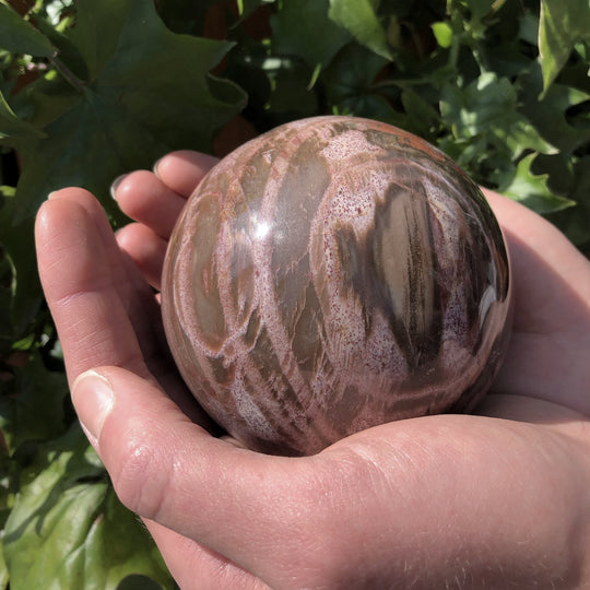 Araucaria Petrified Wood Sphere