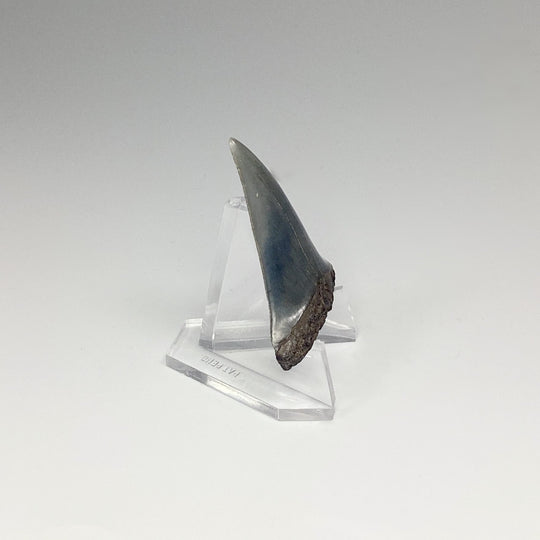 Fossilized Shark Tooth Specimen: Great White Shark