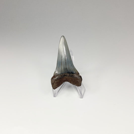 Fossilized Shark Tooth Specimen: Mako