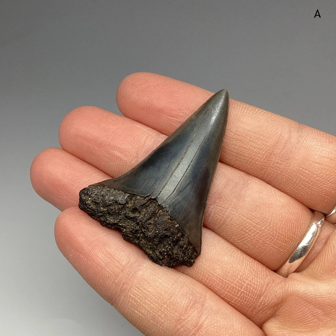 Fossilized Shark Tooth Specimen: Great White Shark