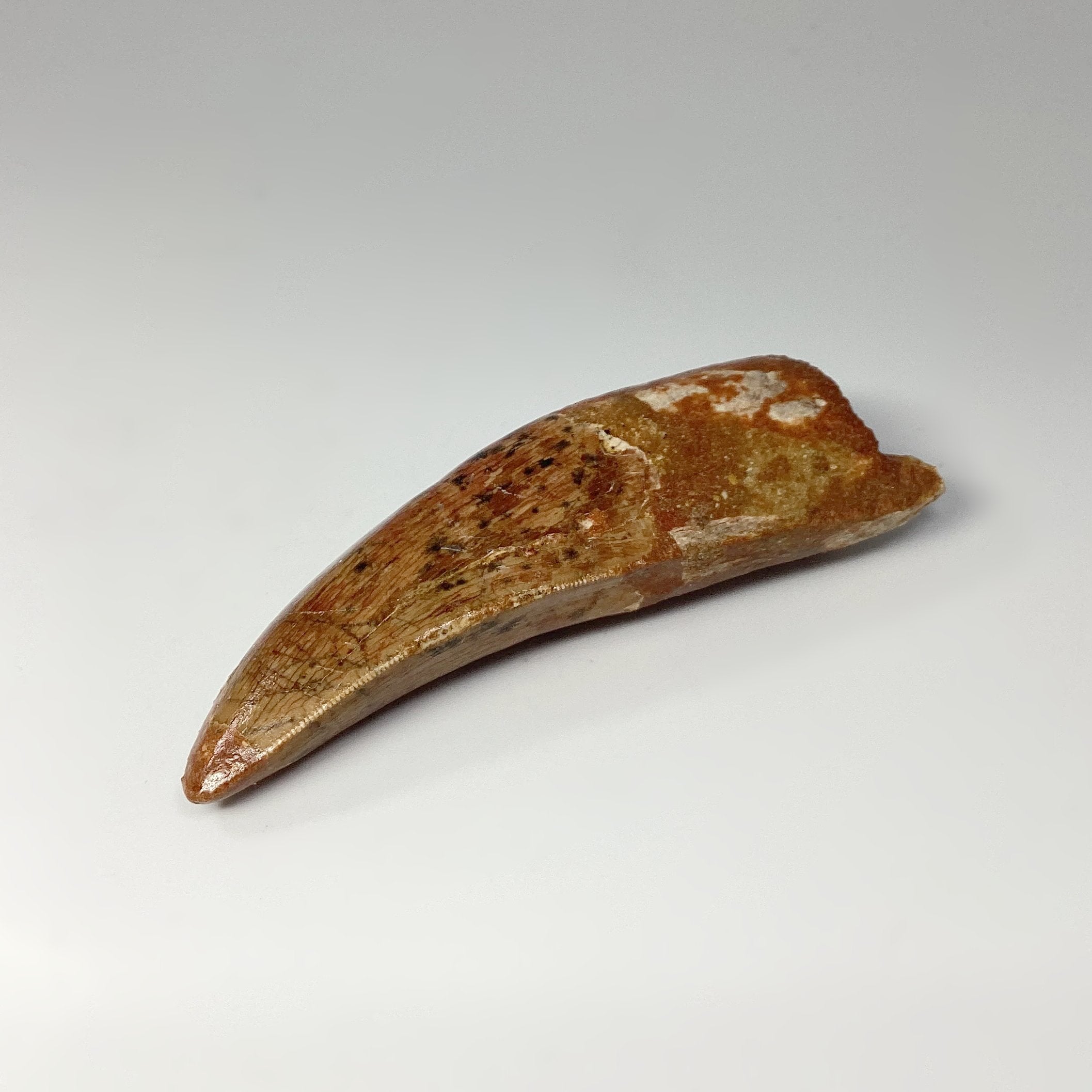 Fossilized Carcharodontosaurus Dinosaur Tooth Specimen