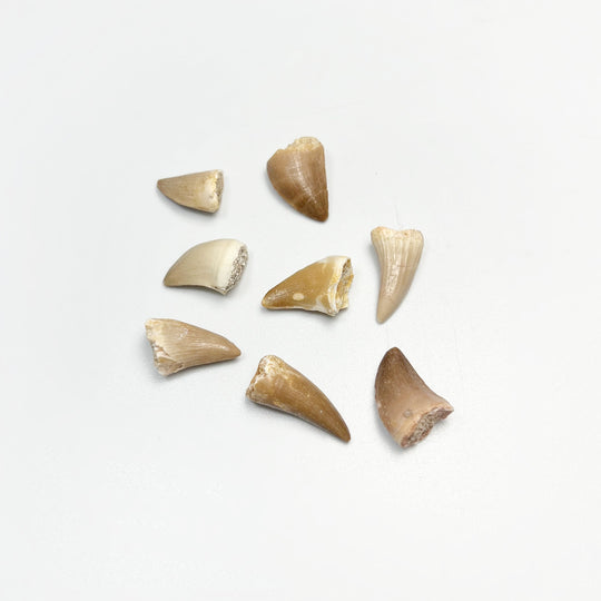 Mini Fossils Pouch