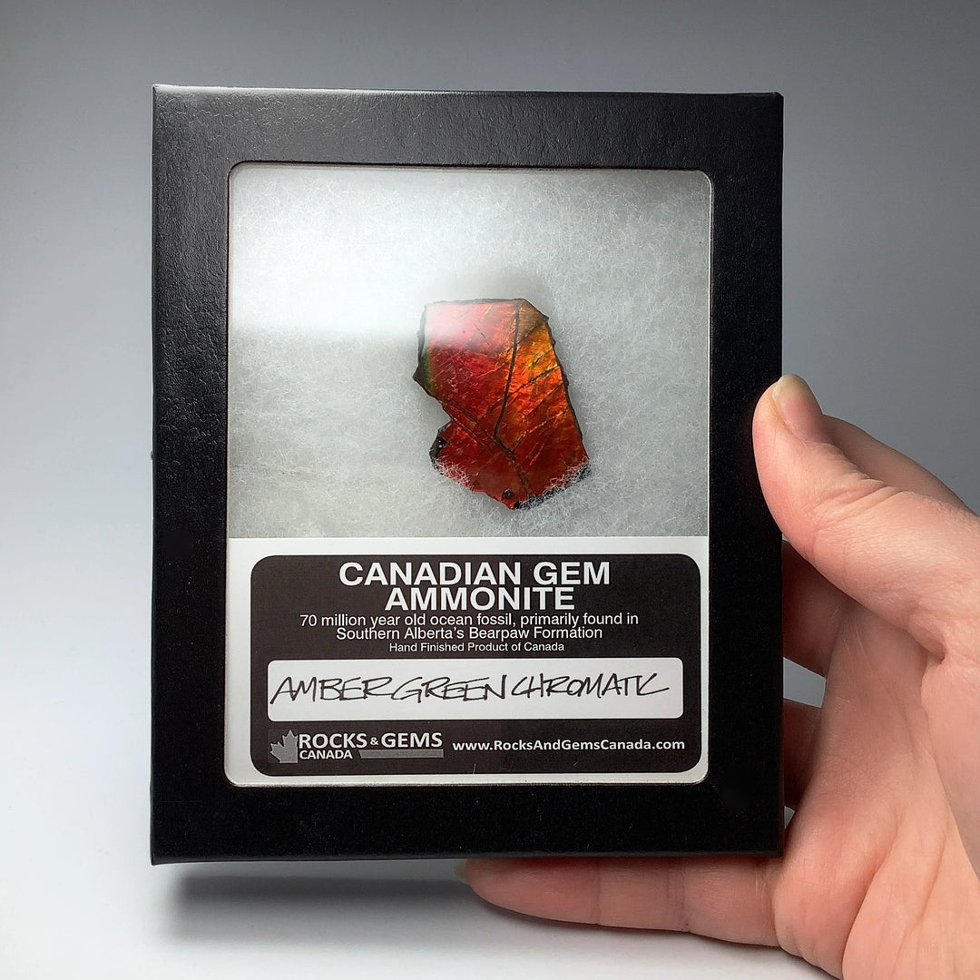 Ammolite Gem Display Box