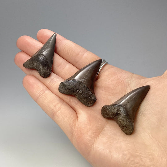 Fossilized Shark Tooth Specimen: Great White Shark