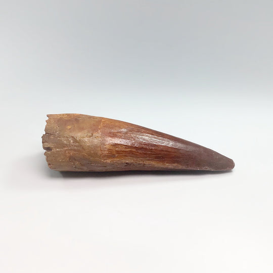 Fossilized Spinosaurus Tooth Specimen