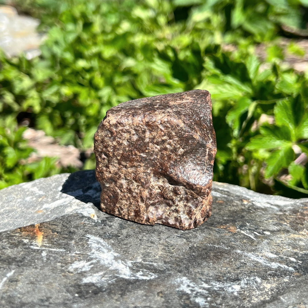 NWA Chondrite Meteorite