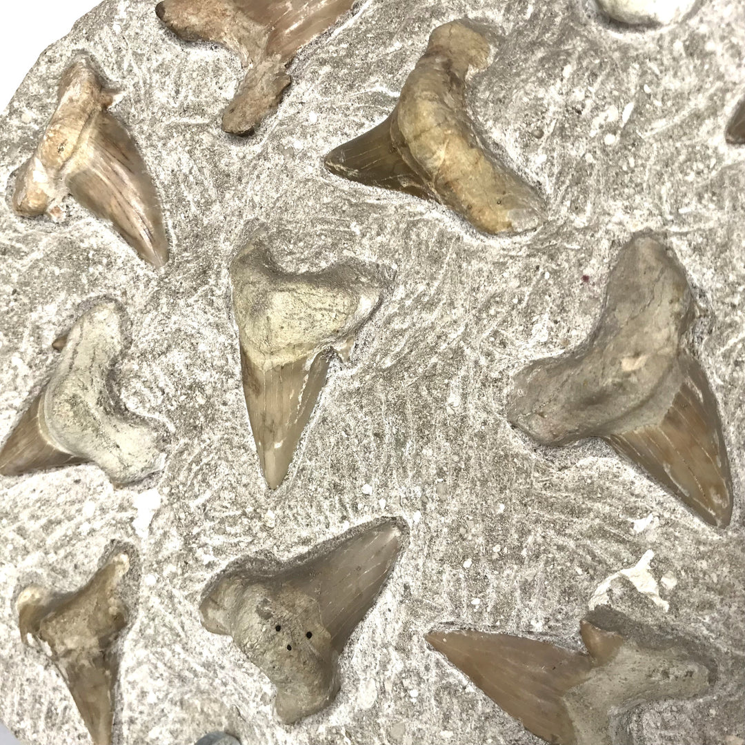 Fossilized Otodus/Lamna Shark Tooth Specimen in Matrix