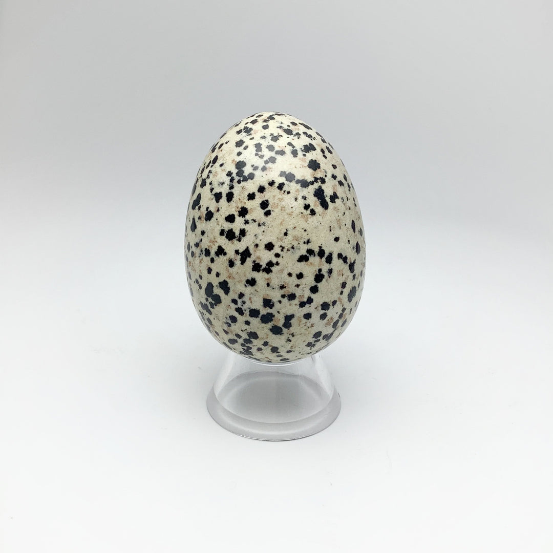 Dalmatian Jasper Egg