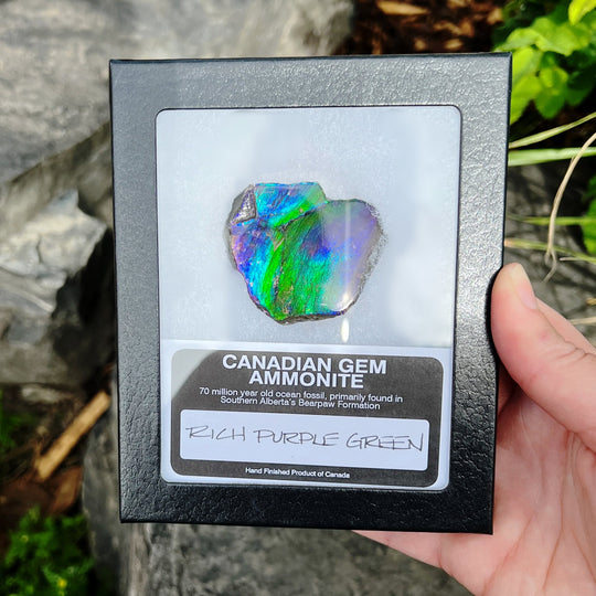 Ammolite Gem Display Box