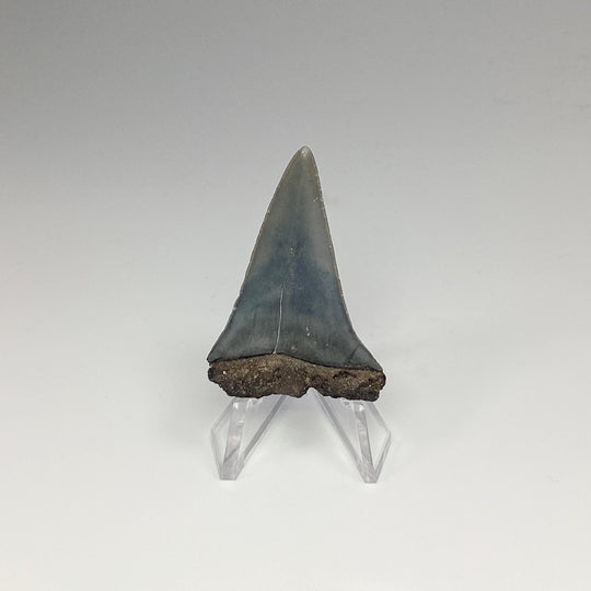 Fossilized Shark Tooth Specimen: Great White Shark