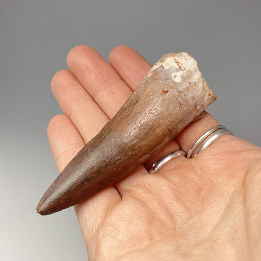 Fossilized Spinosaurus Tooth Specimen