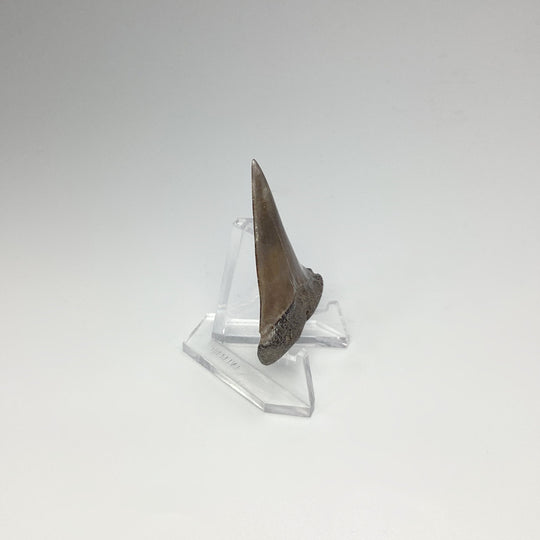 Fossilized Shark Tooth Specimen: Great White Shark